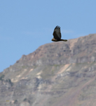 Red tailed Hawk dark morph 3553